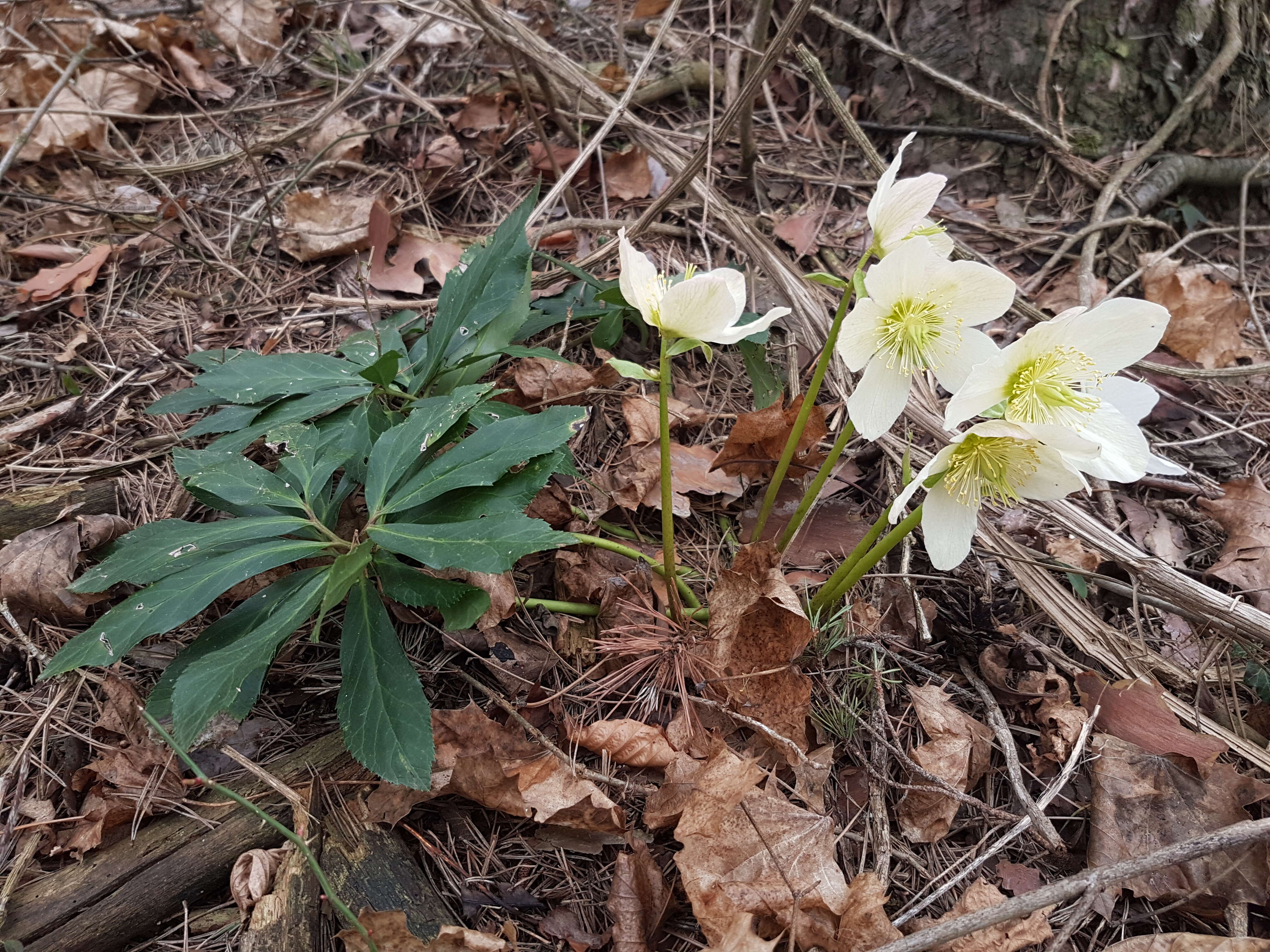 Image of black hellebore