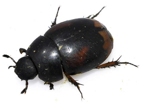 Image of Dung beetle