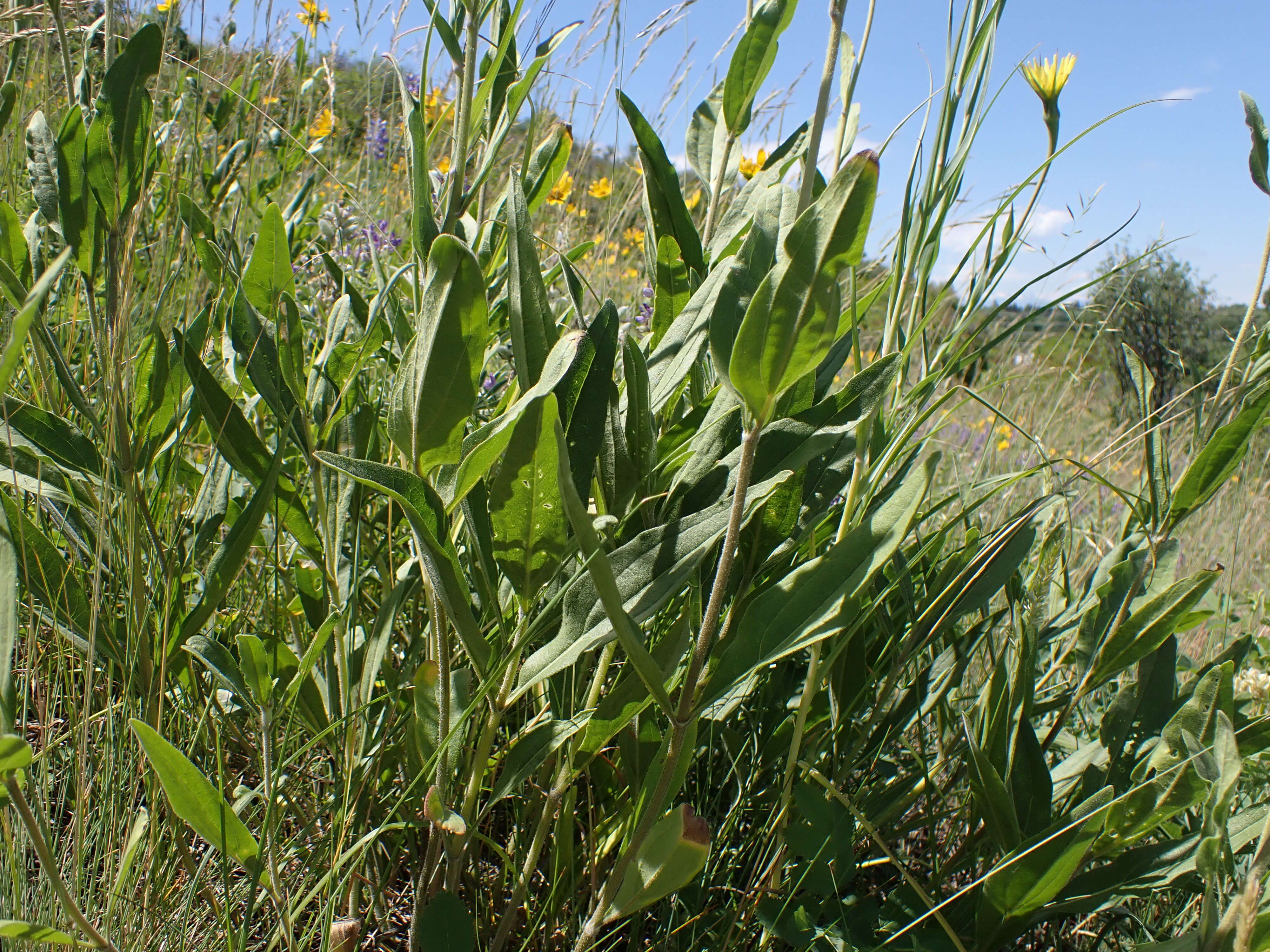 Sivun Helianthella uniflora (Nutt.) Torr. & A. Gray kuva