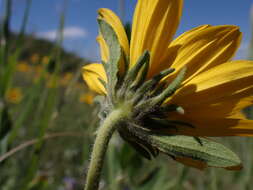 Sivun Helianthella uniflora (Nutt.) Torr. & A. Gray kuva