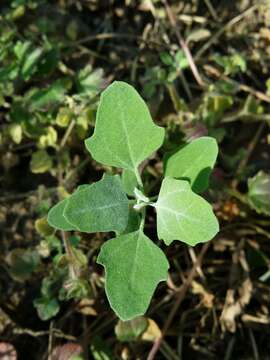 Image of Grey Goosefoot