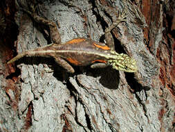 Слика од Agama planiceps Peters 1862