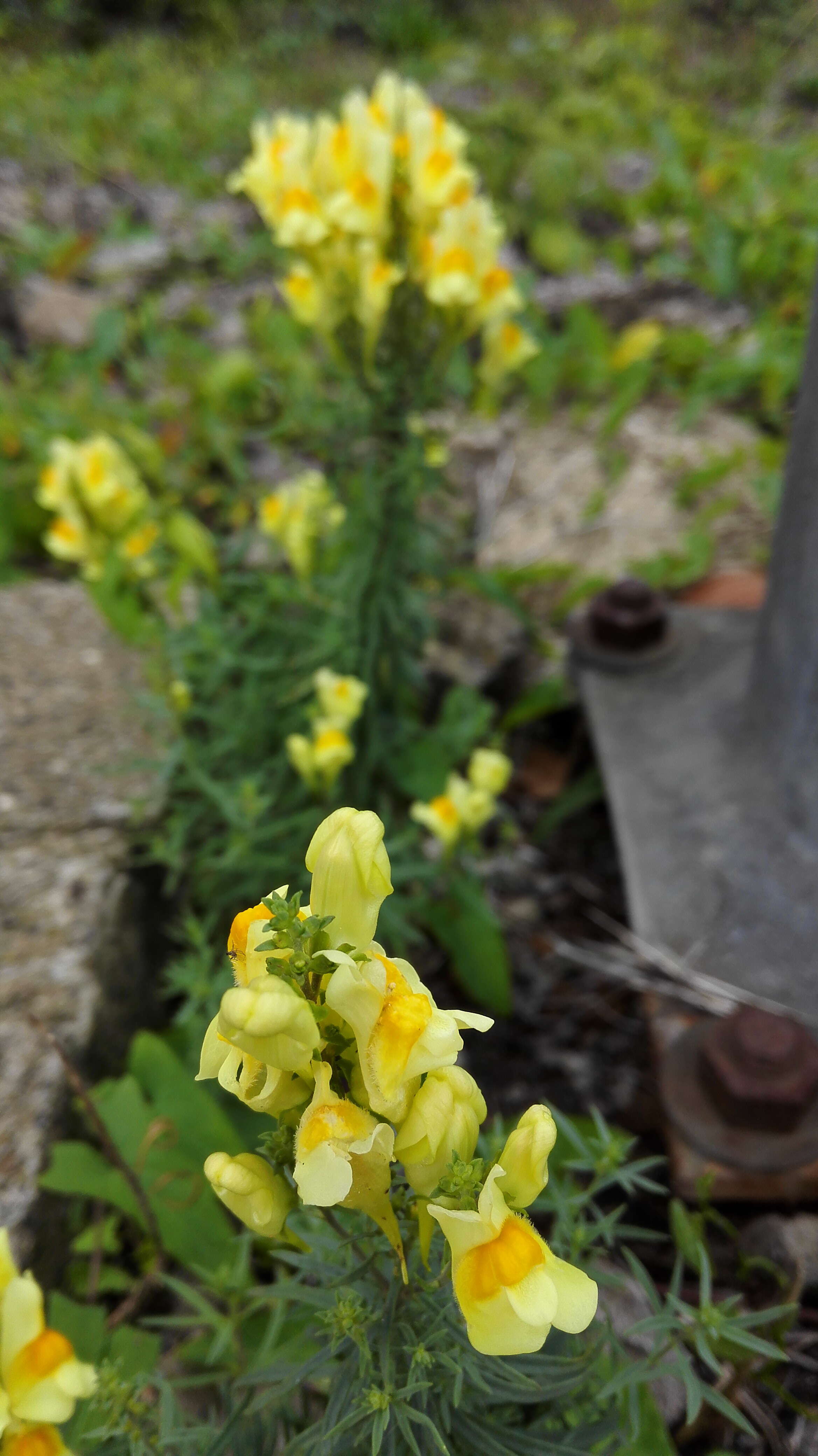 Image of Common Toadflax