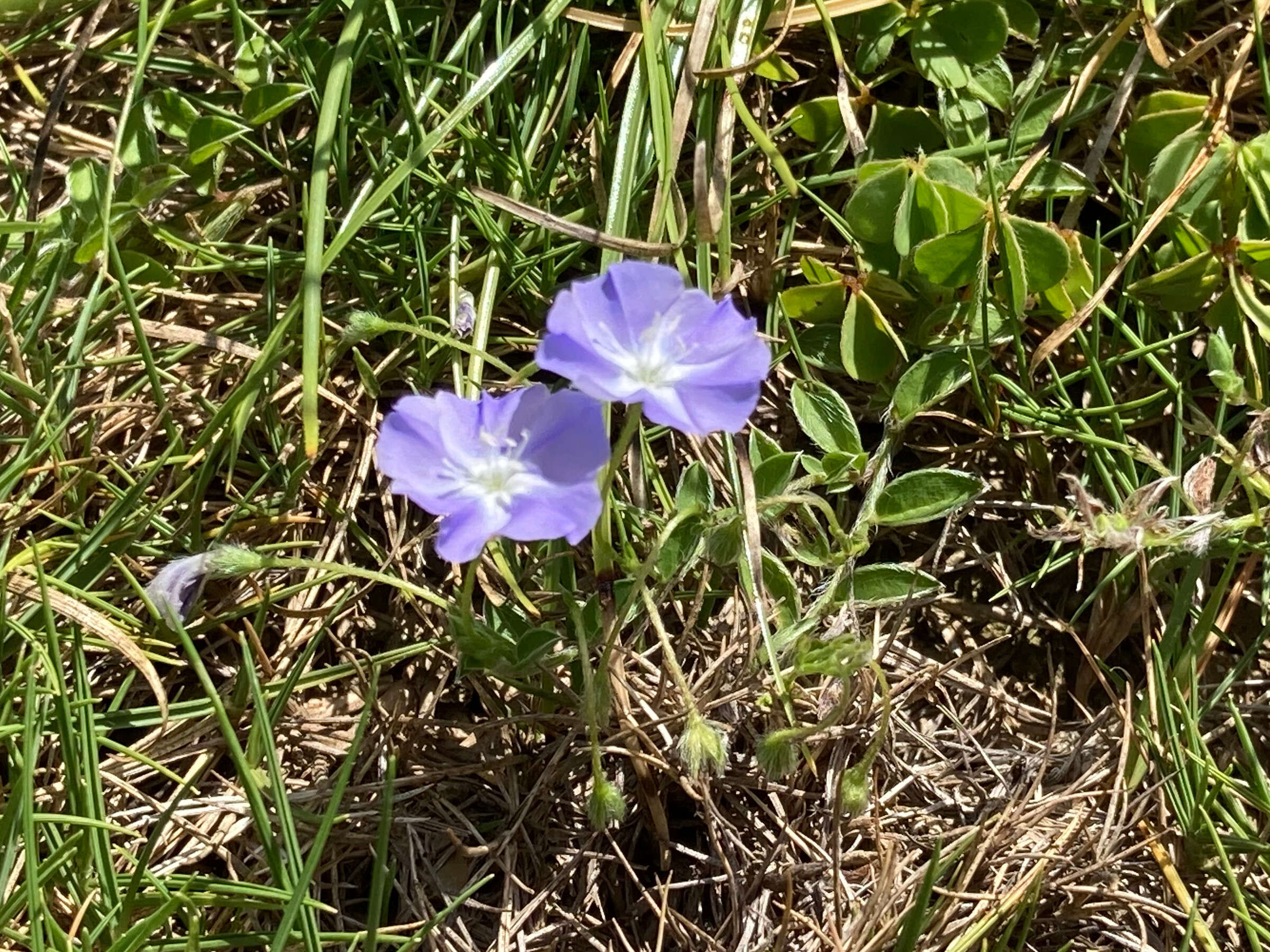 Image of slender dwarf morning-glory