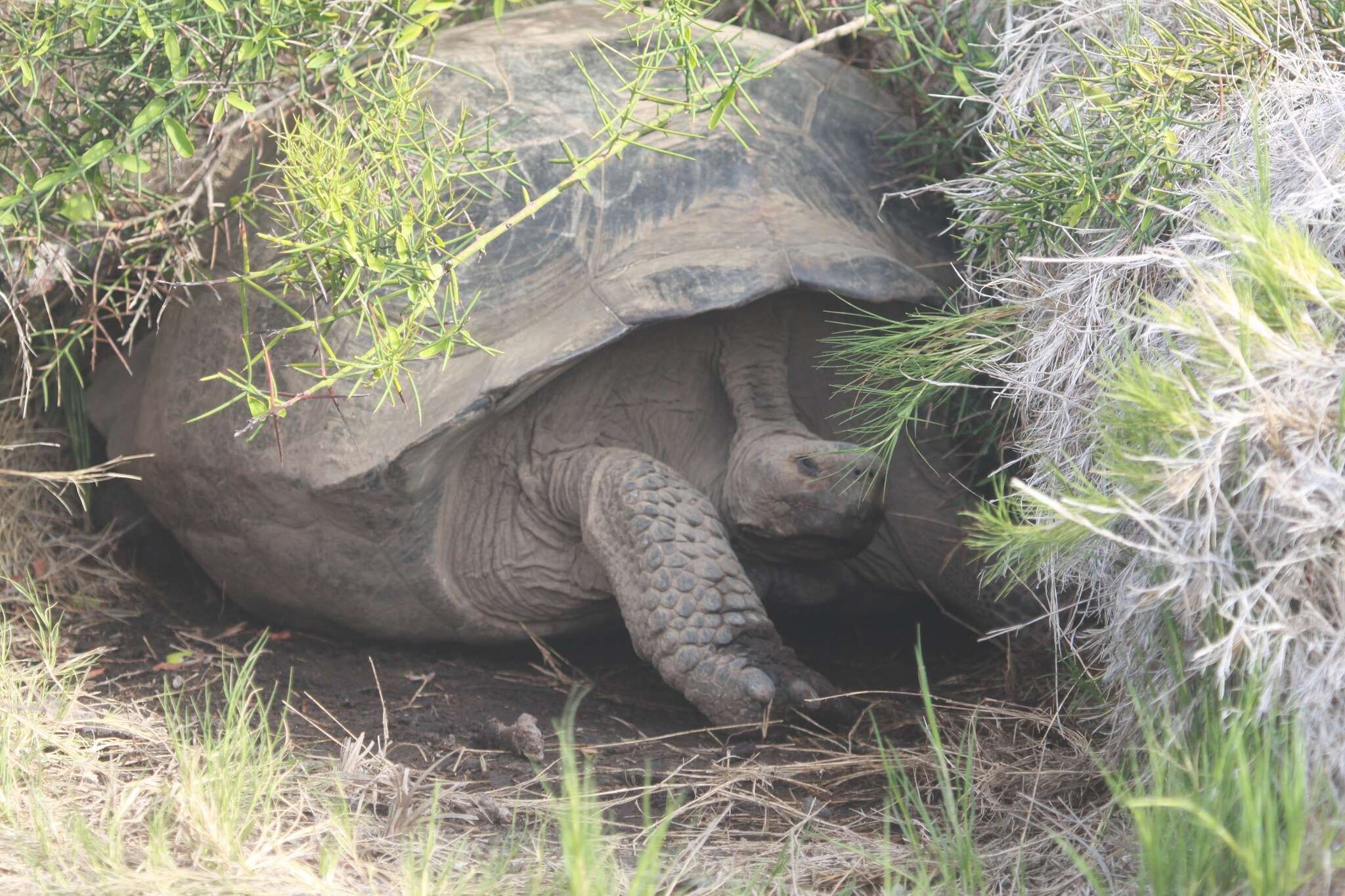 Image of Alcedo Volcano giant tortoise