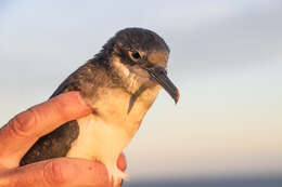 Image of Hutton's Shearwater