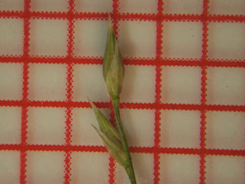 Imagem de Panicum queenslandicum Domin