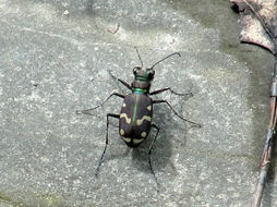 Image of Cicindela (Cicindela) limbalis Klug 1834