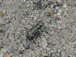 Image of Cicindela (Cicindela) limbalis Klug 1834