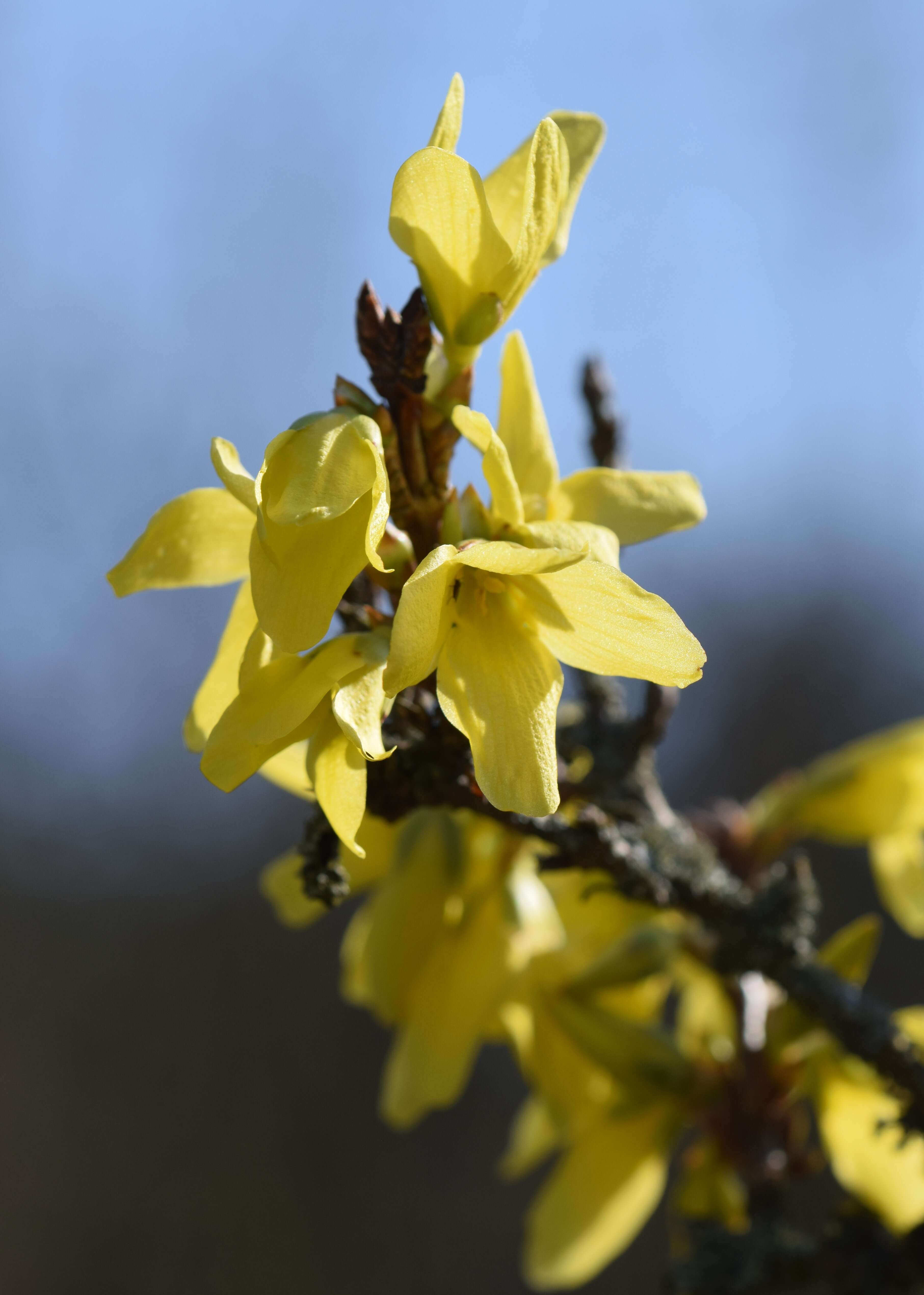 Imagem de Forsythia europaea Degen & Bald.