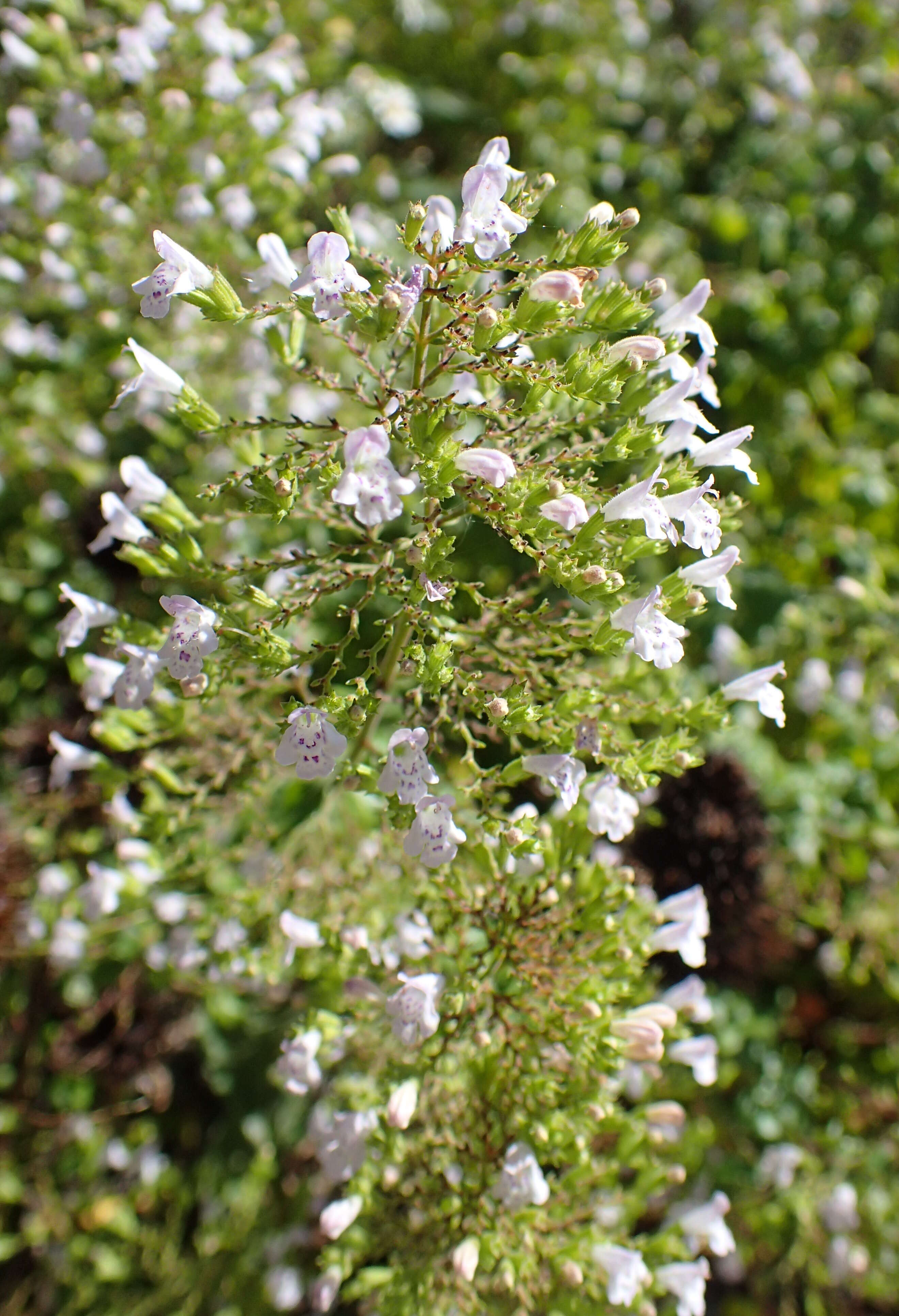 Image of Lesser calamint