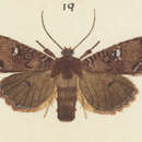 Image of Meterana coctilis Meyrick 1931