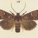 Imagem de Meterana coctilis Meyrick 1931