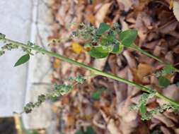 Plancia ëd Chenopodium opulifolium Schrader