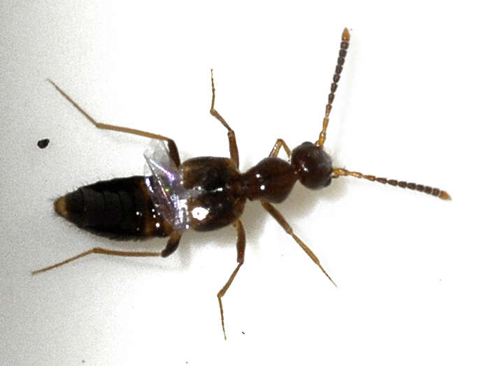 Image of Rove beetle