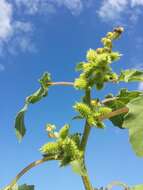 Imagem de Xanthium orientale L.