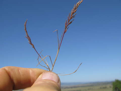 Слика од Catapodium rigidum (L.) C. E. Hubb.