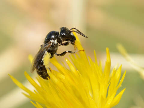 Image de Centaurea hyalolepis Boiss.