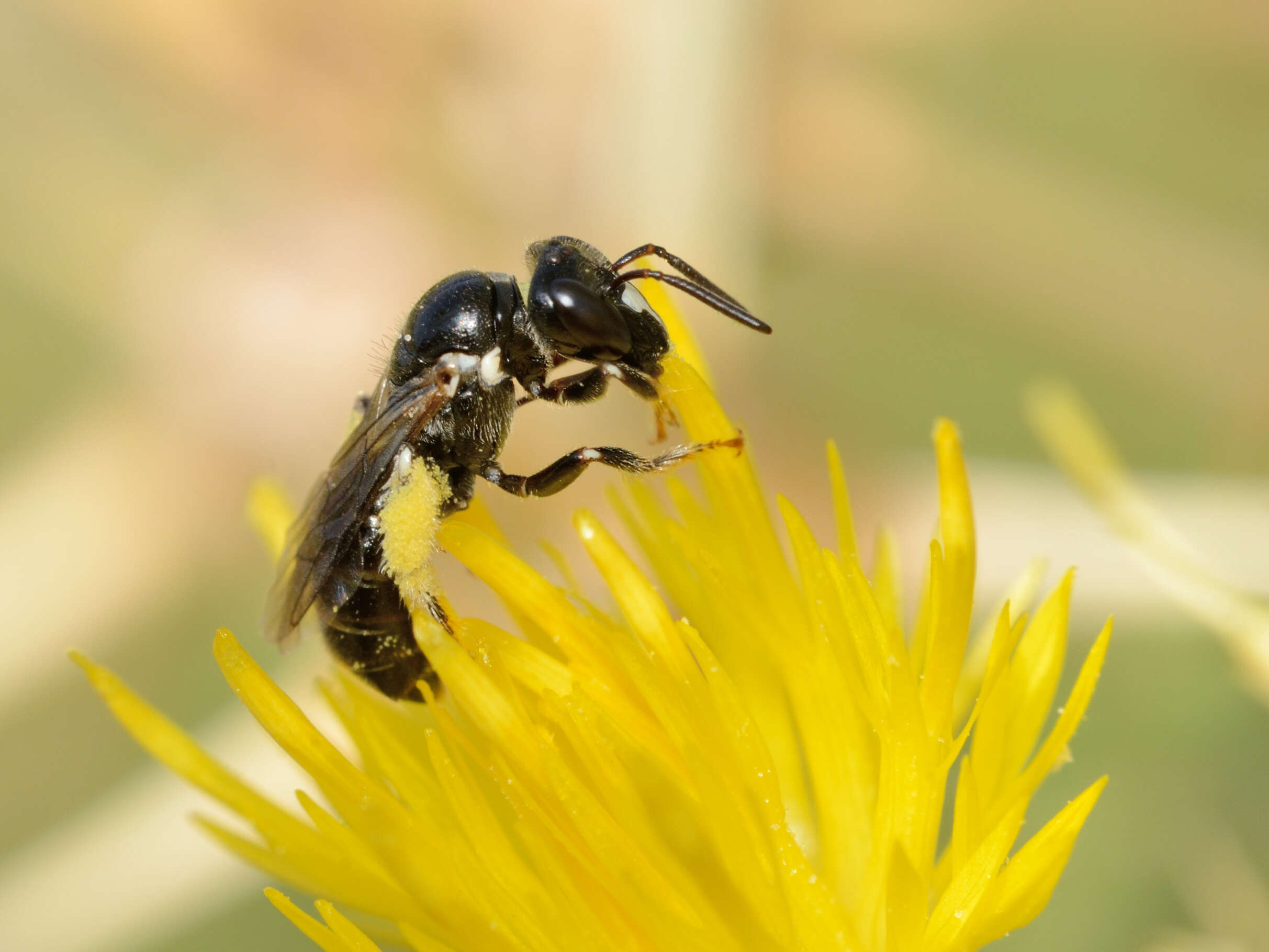 Image of Centaurea hyalolepis Boiss.