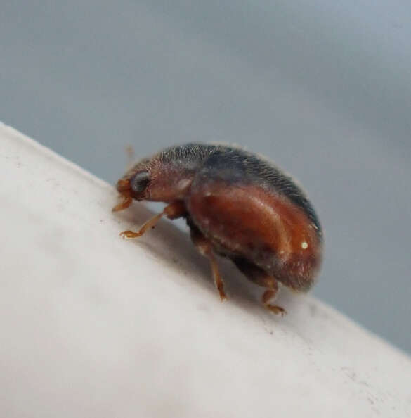 Image of Loew's Lady Beetle