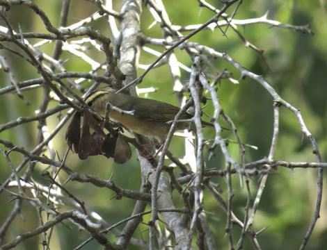 Image of Worm-eating Warbler