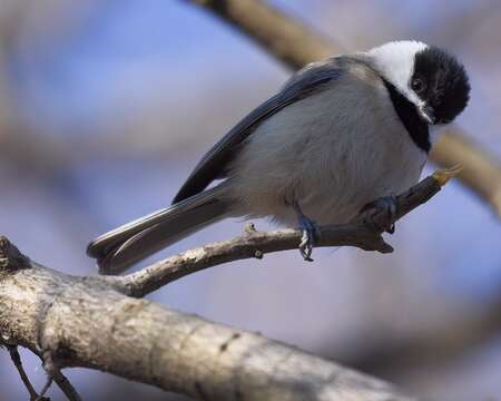 Image of Carolina Chickadee