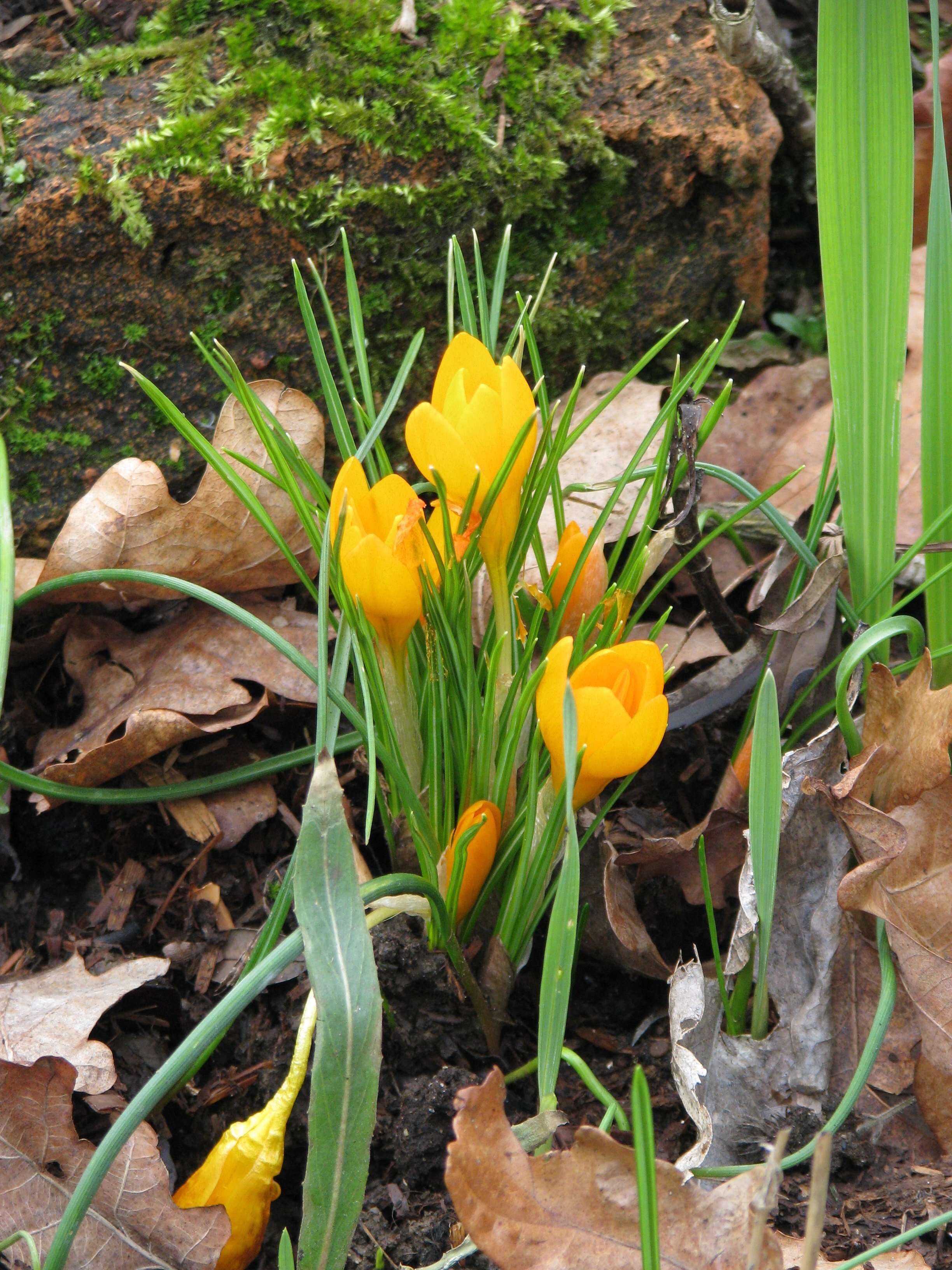 Image of Crocus gargaricus Herb.