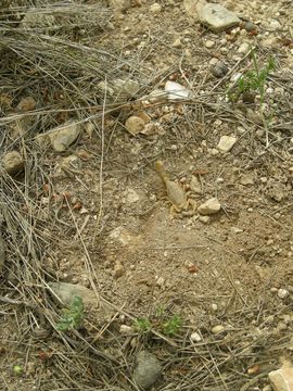 Image of Common yellow scorpion