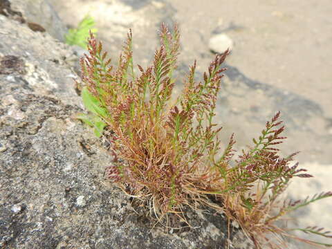 Слика од Catapodium rigidum (L.) C. E. Hubb.