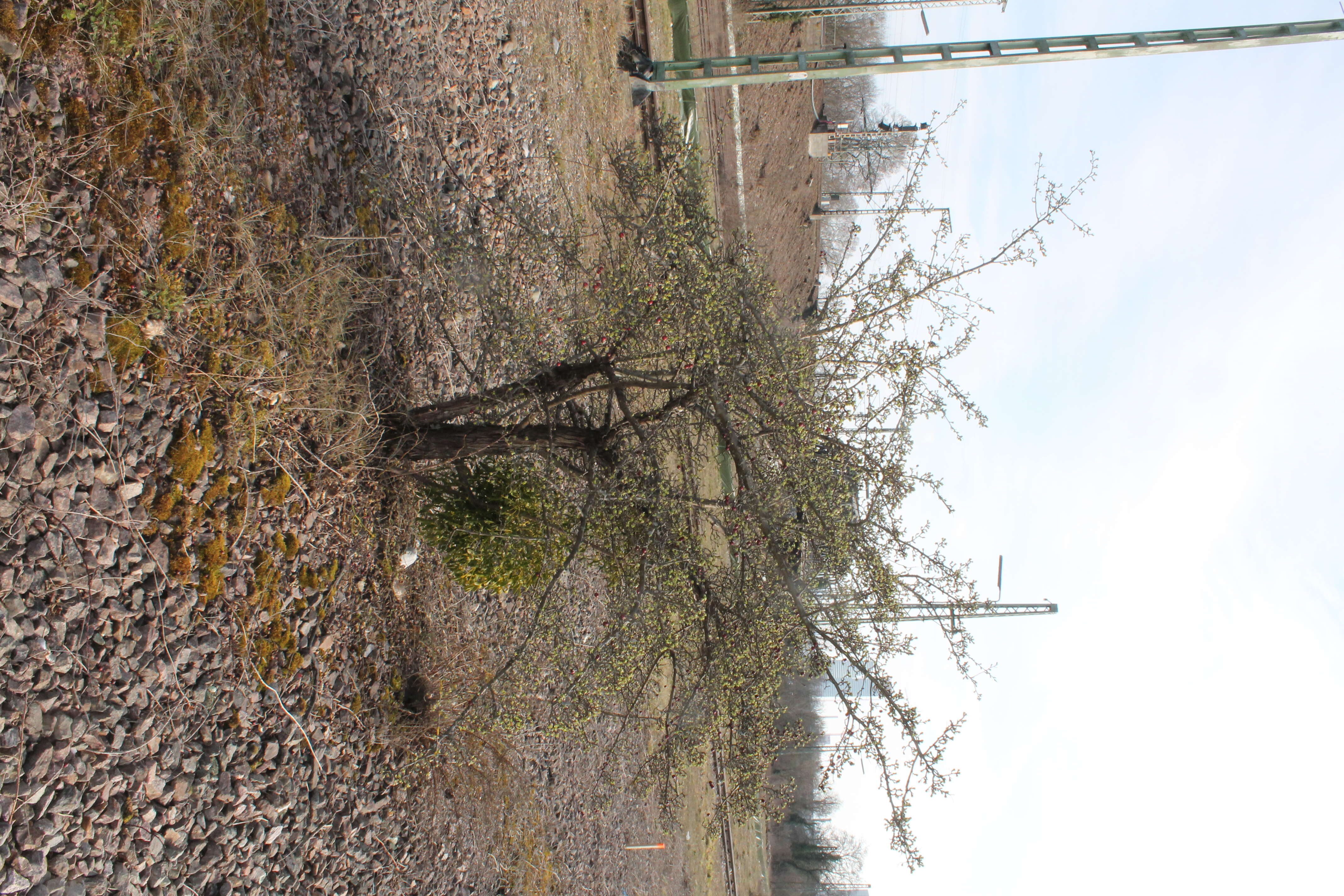 Image of European mistletoe