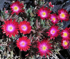 Image of delosperma