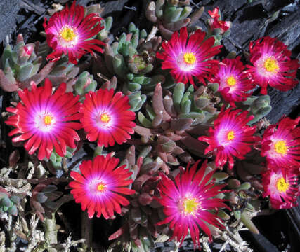 Image of delosperma