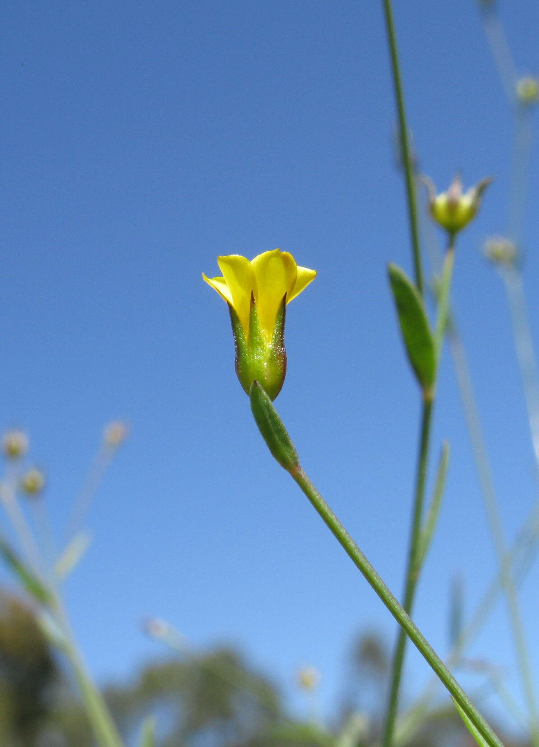 Image of French flax