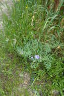 Imagem de Erodium laciniatum (Cav.) Willd.