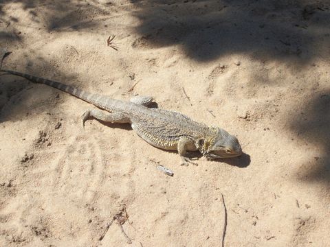 Image of Bearded Dragon