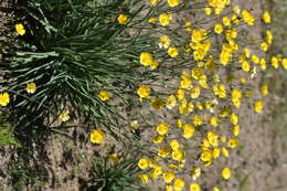 Image of Ranunculus gramineus L.