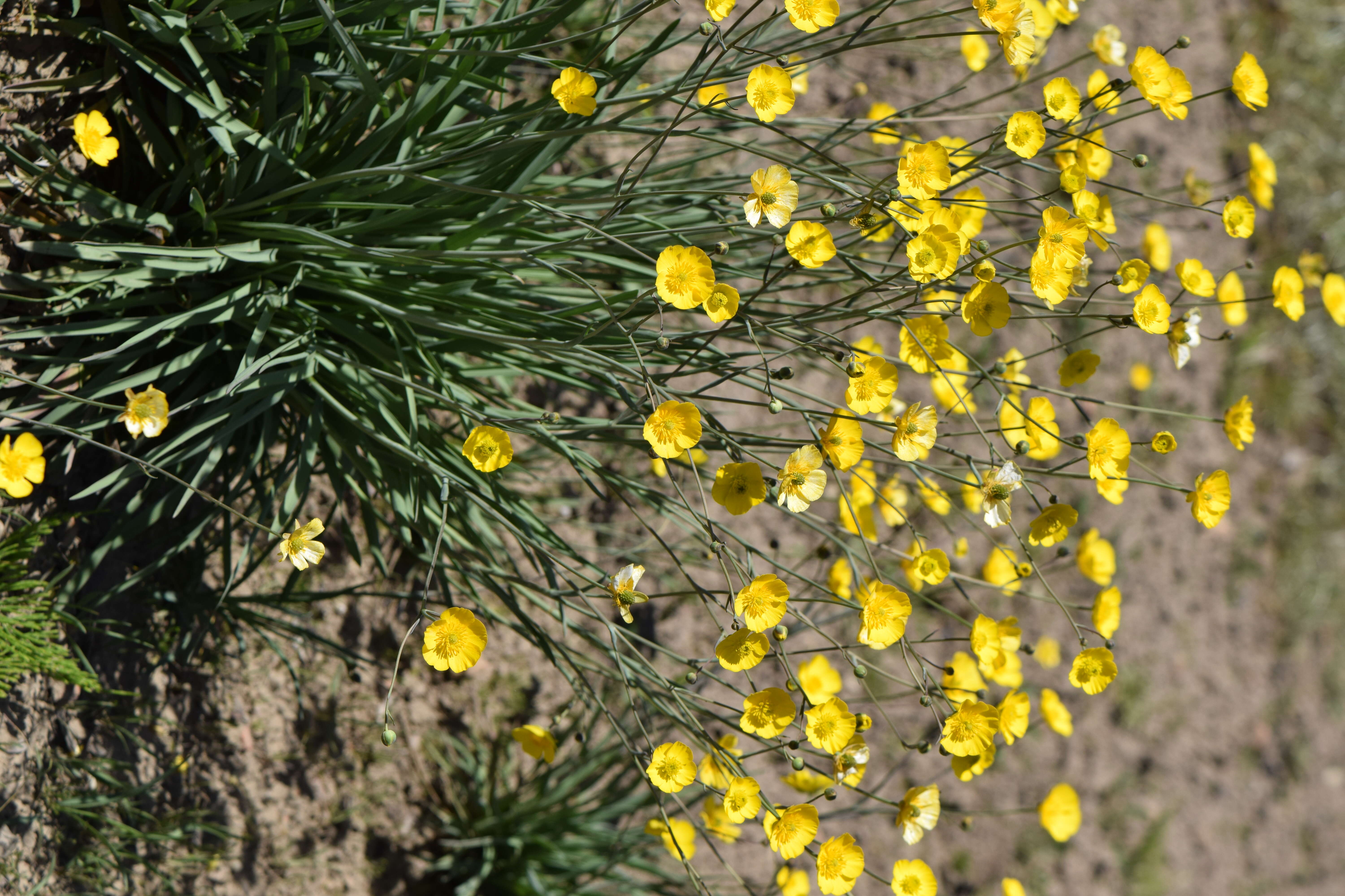 Image of Ranunculus gramineus L.