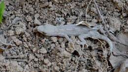 Image of Schlegel's Japanese Gecko