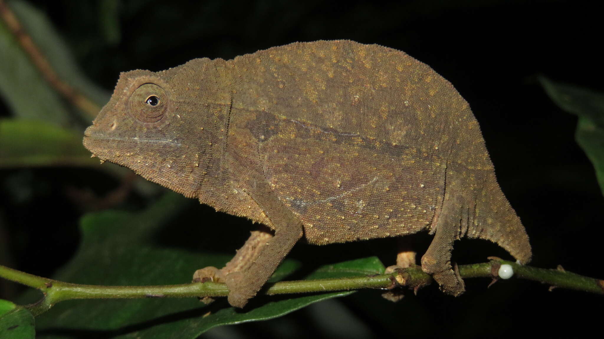 Plancia ëd Rieppeleon brevicaudatus (Matschie 1892)