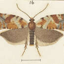 Image of Epichorista zatrophana Meyrick 1883