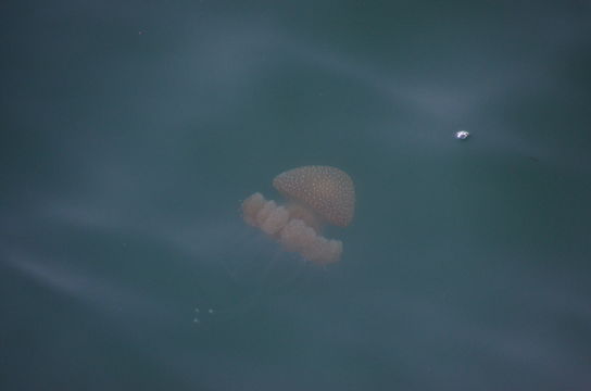 Image of White-spotted jellyfish