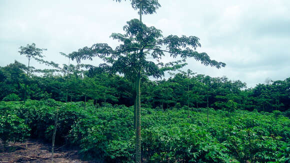 Image of kapoktree