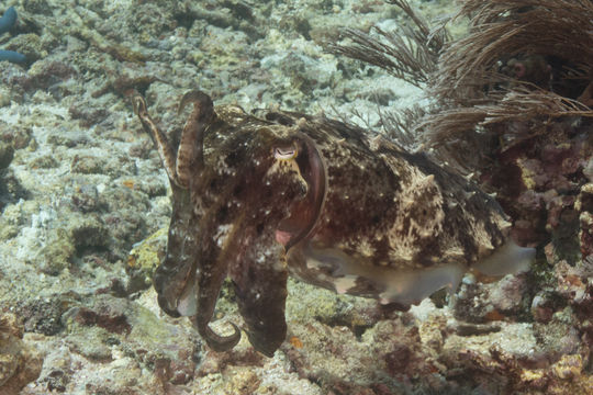 18.https www inaturalist org photos 2449544.580x360