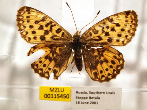 Plancia ëd Boloria euphrosyne