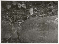 Image of New Zealand Robin