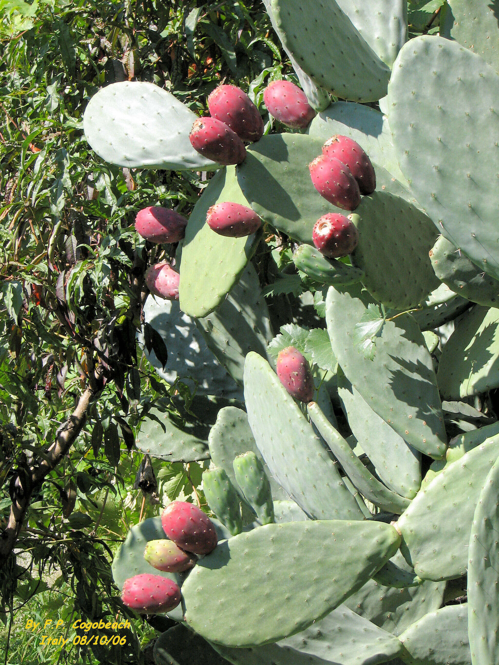 Imagem de Opuntia ficus-indica (L.) Mill.