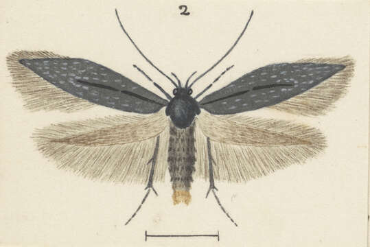 Image of Scythris triatma Meyrick 1935