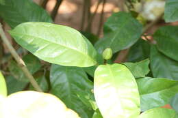 Image of Magnolia liliifera (L.) Baill.