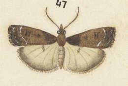 Image of Eudonia asterisca Meyrick