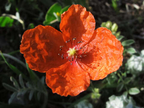 Image of Mediterranean Poppy